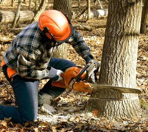 Tree Removal in Reading, MI